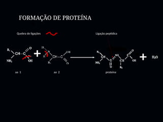 FORMAÇÃO DE PROTEÍNA
aa 1 aa 2 proteína
Ligação peptídica
Quebra de ligações
 