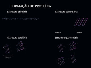 FORMAÇÃO DE PROTEÍNA
Estrutura primária Estrutura secundária
Estrutura terciária Estrutura quaternária
α-hélice ꞵ folha
 