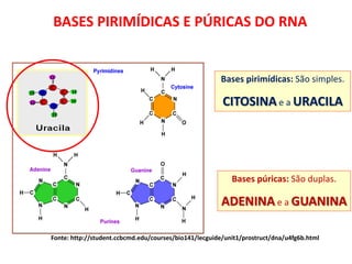Comprehensive Overview of Nucleic Acids: DNA and RNA Structure ...