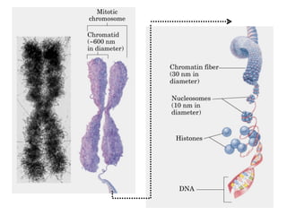 Comprehensive Overview of Nucleic Acids: DNA and RNA Structure ...