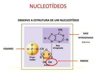 Comprehensive Overview of Nucleic Acids: DNA and RNA Structure ...