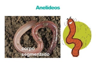 Aula 6 - Anelídeos - Características gerais | PDF