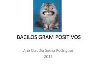 BACILOS GRAM POSITIVOS Ana Claudia Souza Rodrigues 2011 
