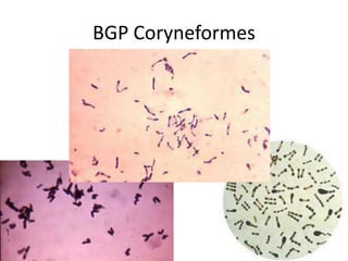 BGP Coryneformes