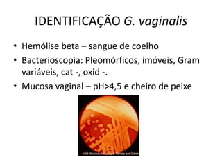 IDENTIFICAÇÃO G. vaginalisHemólise beta – sangue de coelhoBacterioscopia: Pleomórficos, imóveis, Gram variáveis, cat -, oxid -.Mucosa vaginal – pH>4,5 e cheiro de peixe