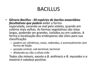 BACILLUSGênero Bacillus- 50 espécies de bacilos anaeróbios facultativos que podem exibir a forma esporulada, corando-se mal pela violeta, quando em colônia mais velhas. As formas vegetativas são retas largas, podendo ser grandes, isolados ou em cadeias. A forma e localização dos endosporossão úteis para sua classificação:podem ser cilíndricos, ovais, redondos, e eventualmente com forma de feijãoposição central, sub-terminal, terminaldilatando ou não a célula mãe     Todos são móveis, exceto o B. anthracis e B. mycoides e a maioria é catalase positiva. 