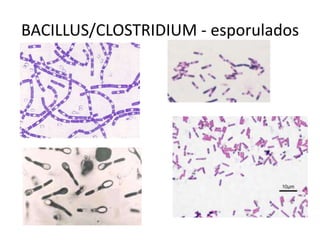 BACILLUS/CLOSTRIDIUM - esporulados