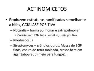 ACTINOMICETOSProduzem estruturas ramificadas semelhante a hifas, CATALASE POSITIVANocardia – forma pulmonar e extrapulmonarCrescimento 72h, beta hemólise, uréia positivaRhodococcusStreptomyces – grânulos duros. Massa de BGP finos, cheiro de terra molhada, cresce bem em ágar Sabouraud (meio para fungos).