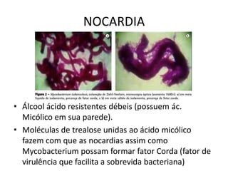 NOCARDIAÁlcool ácido resistentes débeis (possuem ác. Micólico em sua parede).Moléculas de trealose unidas ao ácido micólico fazem com que as nocardias assim como Mycobacterium possam formar fator Corda (fator de virulência que facilita a sobrevida bacteriana)