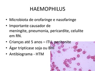 HAEMOPHILUSMicrobiota de orofaringe e nasofaringeImportante causador de meningite, pneumonia, pericardite, celulite em RN.Crianças até 5 anos – ITU, peritoniteÁgartripticase soja ou BHIAntibiograma - HTM