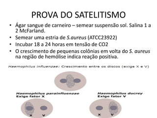 PROVA DO SATELITISMOÁgar sangue de carneiro – semear suspensão sol. Salina 1 a 2 McFarland.Semear uma estria de S.aureus (ATCC23922)Incubar 18 a 24 horas em tensão de CO2O crescimento de pequenas colônias em volta do S. aureusna região de hemólise indica reação positiva.