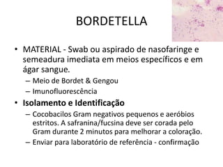 BORDETELLAMATERIAL - Swab ou aspirado de nasofaringe e semeadura imediata em meios específicos e em ágar sangue. Meio de Bordet & GengouImunofluorescênciaIsolamento e IdentificaçãoCocobacilos Gram negativos pequenos e aeróbios estritos. A safranina/fucsinadeve ser corada pelo Gram durante 2 minutos para melhorar a coloração. Enviar para laboratório de referência - confirmação