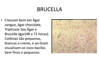 BRUCELLACrescem bem em Ágar sangue, ágar chocolate, TripticaseSoyÁgar e Brucellaágar(48 a 72 horas). Colônias são pequenas, brancas a creme, e ao Gram visualizam-se coco-bacilos bem finos e pequenos. 