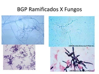 BGP Ramificados X Fungos
