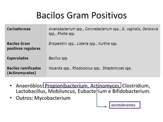 Bacilos Gram PositivosAnaeróbios: Propionibacterium, Actinomyces, Clostridium, Lactobacillus, Mobiluncus, Eubacterium e Bifidobacterium.Outros: Mycobacteriumaerotolerantes