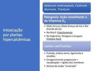 Intoxicação
por plantas
hipercalcêmicas
Solanum malcoxylum, Cestrum
diurnum, Trisetum
Patogenia: Ação semelhante a
da Vitamina D3
• Mato Grosso, Mato Grosso do Sul e Rio
Grande do Sul
• No Brasil: Espichamento
• Na Argentina, Paraguai e Uruguai:
Enteque Seco
Lesões calcificantes:
• Pulmão, artéria aorta, ligamento e
tendões
• Emagrecimento progressivo +
claudicação + rigidez dos membros
• Animal de andar “envarado”
 