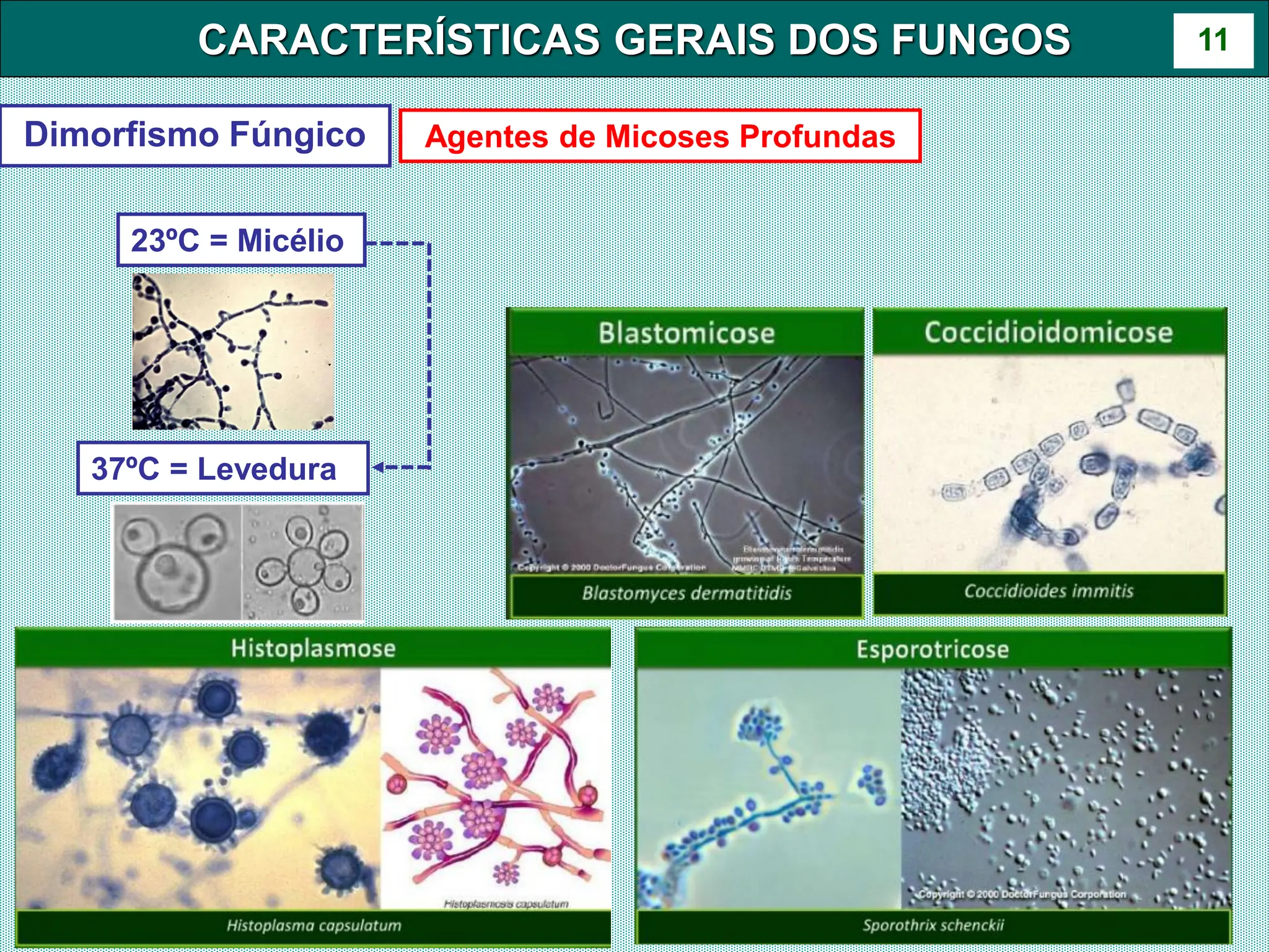 Aula 6- Caracteristicas Gerais dos Fungos.pdf