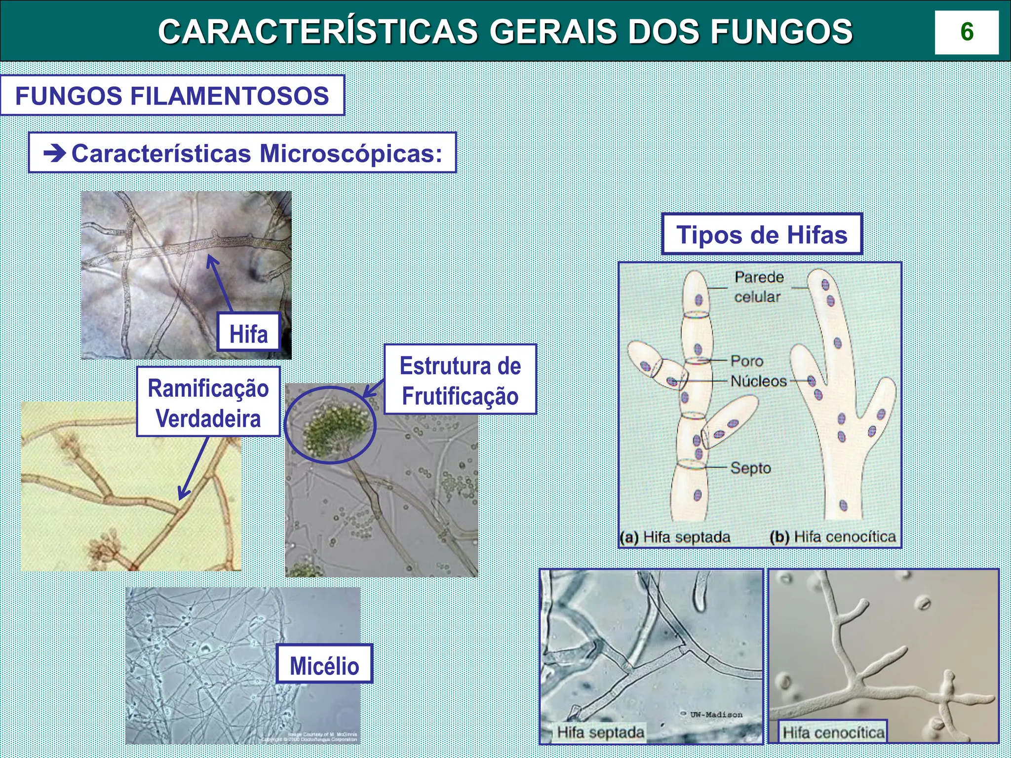Aula 6- Caracteristicas Gerais dos Fungos.pdf