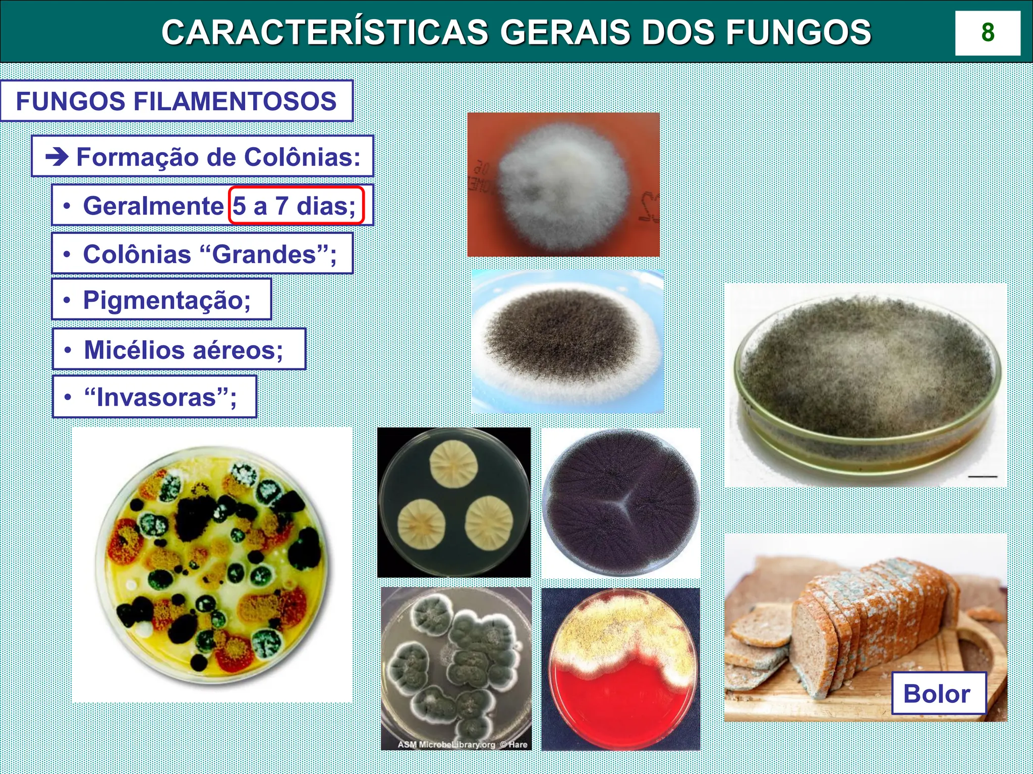 Aula 6- Caracteristicas Gerais dos Fungos.pdf