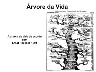 Árvore da Vida
A árvore da vida de acordo
com
Ernst Haeckel, 1891
 