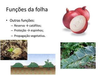 Funções da folha 
•Outras funções: 
–Reserva → catáfilos; 
–Proteção → espinhos; 
–Propagação vegetativa.  