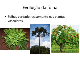 Evolução da folha 
•Folhas verdadeiras somente nas plantas vasculares.  
