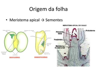 Origem da folha 
•Meristema apical → Sementes  