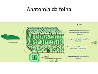 Anatomia da folha 
 