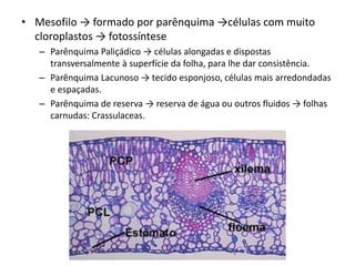 •Mesofilo → formado por parênquima →células com muito cloroplastos → fotossíntese 
–Parênquima Paliçádico → células alongadas e dispostas transversalmente à superfície da folha, para lhe dar consistência. 
–Parênquima Lacunoso → tecido esponjoso, células mais arredondadas e espaçadas. 
–Parênquima de reserva → reserva de água ou outros fluidos → folhas carnudas: Crassulaceas. 
 