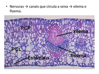 •Nervuras → canais que circula a seiva → xilema e floema. 
 