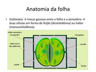 Anatomia da folha 
•Estômatos → trocas gasosas entre a folha e a atmosfera → duas células em forma de feijão (dicotiledônea) ou halter (monocotiledônea).  