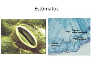 Estômatos 
 