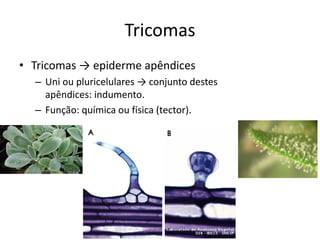 Tricomas 
•Tricomas → epiderme apêndices 
–Uni ou pluricelulares → conjunto destes apêndices: indumento. 
–Função: química ou física (tector).  