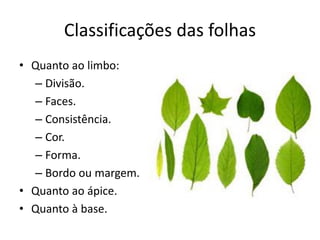 Classificações das folhas 
•Quanto ao limbo: 
–Divisão. 
–Faces. 
–Consistência. 
–Cor. 
–Forma. 
–Bordo ou margem. 
•Quanto ao ápice. 
•Quanto à base.  