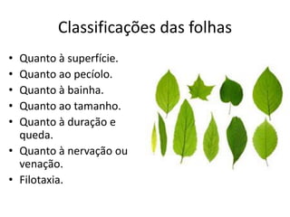 Classificações das folhas 
•Quanto à superfície. 
•Quanto ao pecíolo. 
•Quanto à bainha. 
•Quanto ao tamanho. 
•Quanto à duração e queda. 
•Quanto à nervação ou venação. 
•Filotaxia.  
