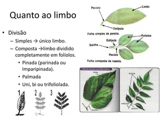 Quanto ao limbo 
•Divisão 
–Simples → único limbo. 
–Composta →limbo dividido completamente em folíolos. 
•Pinada (parinada ou Imparipinada). 
•Palmada 
•Uni, bi ou trifoliolada.  