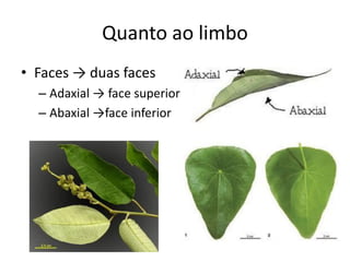 Quanto ao limbo 
•Faces → duas faces 
–Adaxial → face superior 
–Abaxial →face inferior  