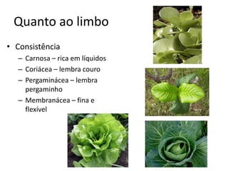 Quanto ao limbo 
•Consistência 
–Carnosa – rica em líquidos 
–Coriácea – lembra couro 
–Pergaminácea – lembra pergaminho 
–Membranácea – fina e flexível  