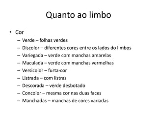 Quanto ao limbo 
•Cor 
–Verde – folhas verdes 
–Discolor – diferentes cores entre os lados do limbos 
–Variegada – verde com manchas amarelas 
–Maculada – verde com manchas vermelhas 
–Versicolor – furta-cor 
–Listrada – com listras 
–Descorada – verde desbotado 
–Concolor – mesma cor nas duas faces 
–Manchadas – manchas de cores variadas  