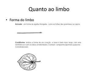 Quanto ao limbo 
•Forma do limbo  