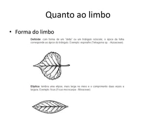 Quanto ao limbo 
•Forma do limbo  