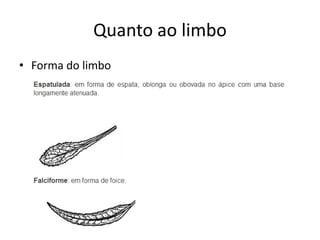 Quanto ao limbo 
•Forma do limbo  