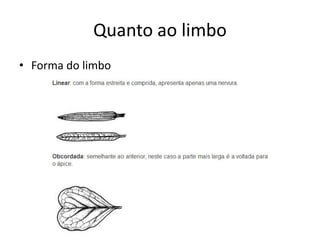Quanto ao limbo 
•Forma do limbo  