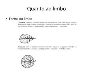 Quanto ao limbo 
•Forma do limbo  