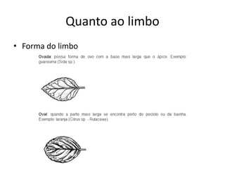 Quanto ao limbo 
•Forma do limbo  
