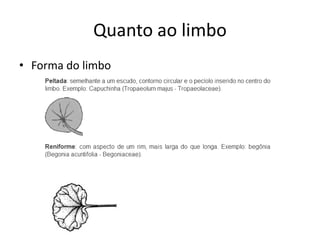 Quanto ao limbo 
•Forma do limbo  