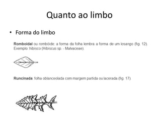 Quanto ao limbo 
•Forma do limbo  