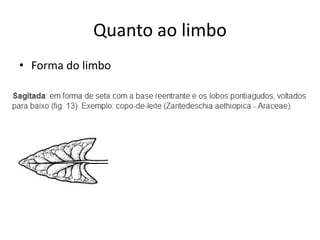Quanto ao limbo 
•Forma do limbo  