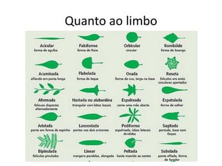 Quanto ao limbo  