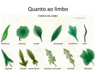 Quanto ao limbo  